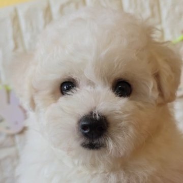 ビションフリーゼ【福岡県・男の子・2024年6月23日・ホワイト】の写真「甘えん坊のかわいい男の子✨」