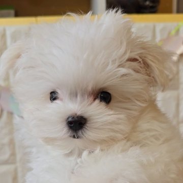 マルチーズ【福岡県・男の子・2024年5月25日・ホワイト】の写真「愛嬌たっぷりかわいい男の子✨」