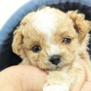 チワプー(トイプードル×チワワ)【福岡県・男の子・2023年12月22日・シャンパン】の写真「甘えん坊のかわいい男の子✨」