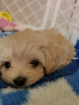 トイプードル✕マルチーズ【福岡県・男の子・2020年1月20日・クリーム&ホワイト】の写真「クリームの男の子 めちゃ可愛いキューン💛」