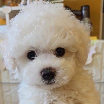 ビションフリーゼ【福岡県・男の子・2024年9月12日・ホワイト】の写真「もこもこかわいい男の子✨」