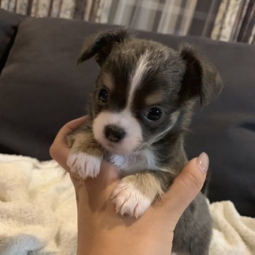 チワワ(ロング)【福岡県・男の子・2019年7月13日・ブルータン&ホワイト】の写真「父犬 インターナショナルCH ＪＫＣ.CH」