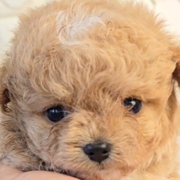 チワプー(トイプードル×チワワ)【福岡県・男の子・2024年3月27日・アプリコットホワイト】の写真「げきかわ爆モフくん✨」