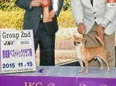 チワワ(スムース)【福岡県・男の子・2019年7月13日・ブラックタン&ホワイト】の写真3「父犬」
