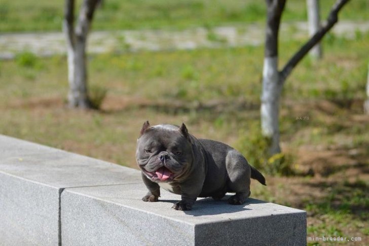 西原　盛治(にしはら　じょうじ)ブリーダー(佐賀県・ブルドッグなど・KC登録)の紹介写真1