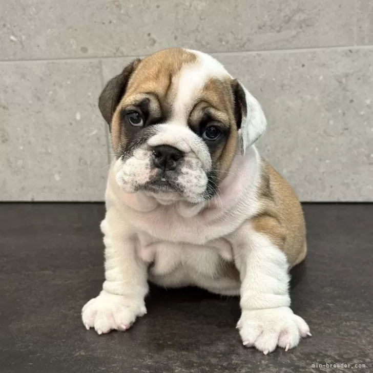 ごとう 様のお迎えした子犬