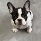 フレンチブルドッグ【福岡県・女の子・2024年10月21日・パイド】の写真1