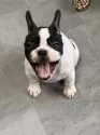 フレンチブルドッグ【福岡県・女の子・2024年10月21日・パイド】の写真2