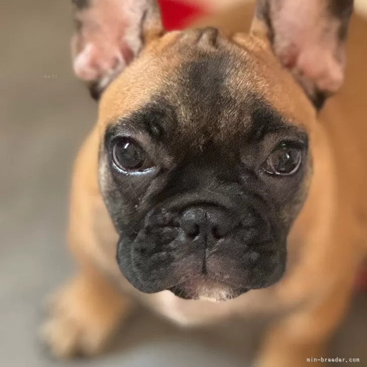 ID:2408-03626の子犬