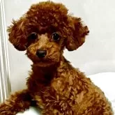 ティーカッププードル