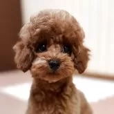 タイニープードル