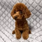 ティーカッププードル