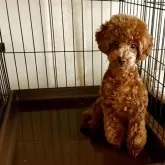 タイニープードル【福岡県・男の子・2025年6月18日・レッド】の写真1