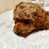 タイニープードル【福岡県・男の子・2025年6月18日・レッド】の写真9