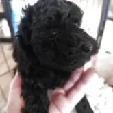 トイプードル(トイ)