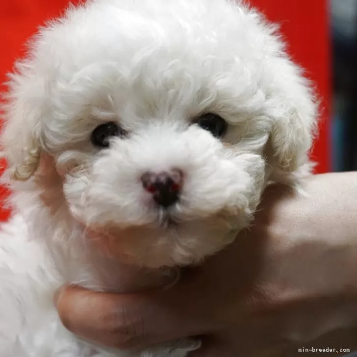 ID：2503-07810の子犬
