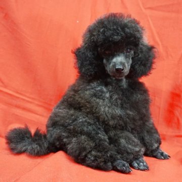 トイプードル(トイ)【栃木県・男の子・2025年7月6日・グレイ】の写真「両親のバランスのとれた体型を受け継いだ美男子プーち」