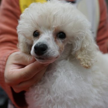 トイプードル(トイ)【栃木県・女の子・2024年11月24日・ホワイト】の写真「当犬舎期待の女の子！」