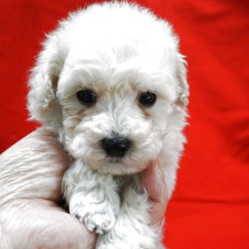 トイプードル(トイ)【栃木県・男の子・2025年10月10日・ホワイト】の写真「両親のバランスのとれた体型を受け継いだ美男子プーち」