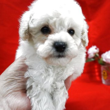 トイプードル(トイ)【栃木県・女の子・2025年10月10日・ホワイト】の写真「とっても可愛い上物ホワイトプー。当犬舎期待の仔です」