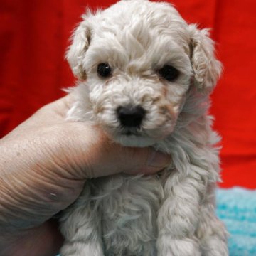 トイプードル(トイ)【栃木県・男の子・2025年10月10日・ホワイト】の写真「両親のバランスのとれた体型を受け継いだ美男子プーち」