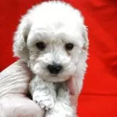 トイプードル(トイ)【栃木県・男の子・2025年10月10日・ホワイト】の写真1