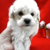 トイプードル(トイ)