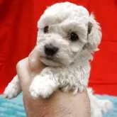 トイプードル(トイ)