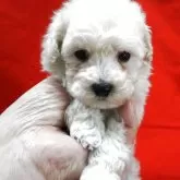 トイプードル(トイ)【栃木県・男の子・2025年10月10日・ホワイト】の写真2