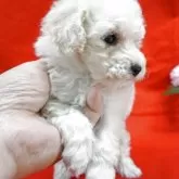 トイプードル(トイ)【栃木県・男の子・2025年10月10日・ホワイト】の写真5