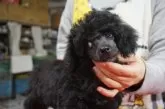 トイプードル(トイ)【栃木県・女の子・2024年11月24日・ブラック】の写真5