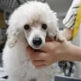 トイプードル(トイ)【栃木県・男の子・2025年2月8日・ホワイト】の写真6