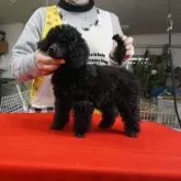 トイプードル(トイ)【栃木県・女の子・2024年11月24日・ブラック】の写真7