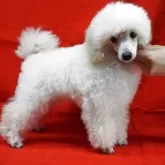 トイプードル(トイ)【栃木県・男の子・2025年2月8日・ホワイト】の写真7「スタイル抜群」