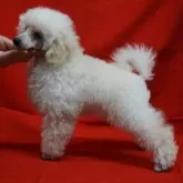 トイプードル(トイ)【栃木県・男の子・2025年2月8日・ホワイト】の写真9