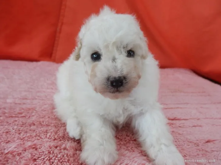 ID：2005-02967の子犬