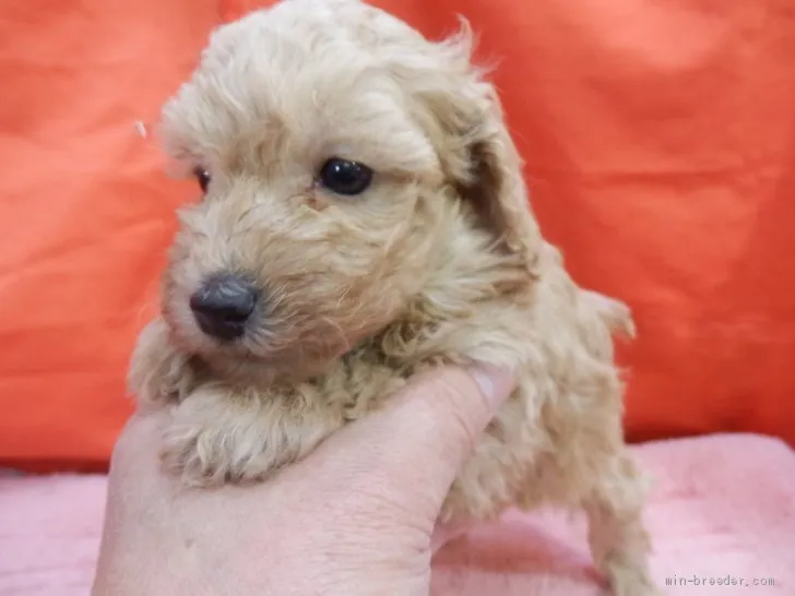 ID：2012-02611の子犬