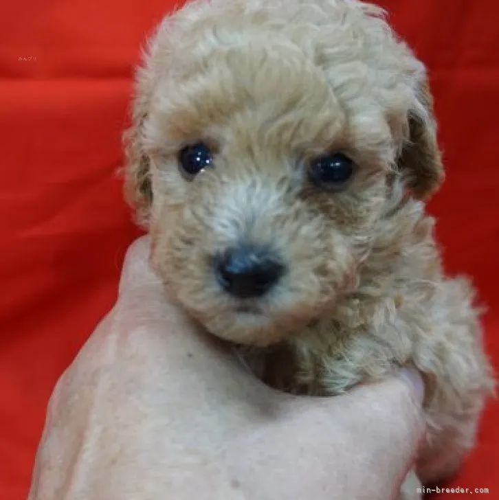 ココ 様のお迎えした子犬