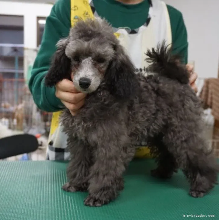 T.Y 様のお迎えした子犬