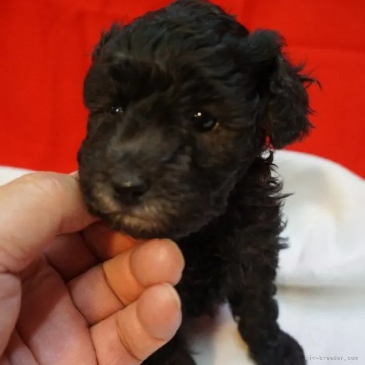 checky 様のお迎えした子犬