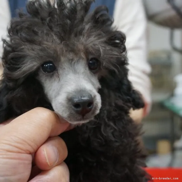 ID：2309-02667の子犬