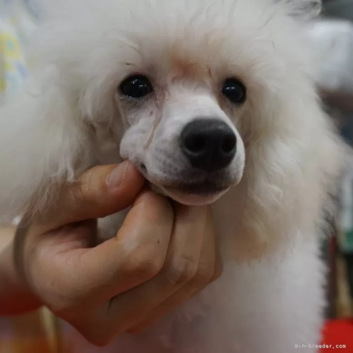 ID：2409-02188の子犬