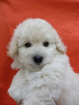 トイプードル(トイ)【栃木県・女の子・2019年3月25日・ホワイト】の写真「毛量豊かなpurityフェイス、好奇心旺盛な女の子」