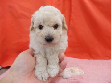 トイプードル(トイ)【栃木県・女の子・2020年6月22日・ホワイト】の写真「毛量自慢のプリティーホワイト.8/11までの掲載で」