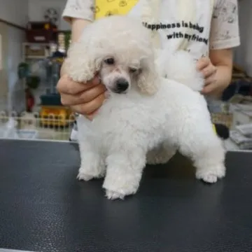 dog_img_1_thumb_mob_53637296a7