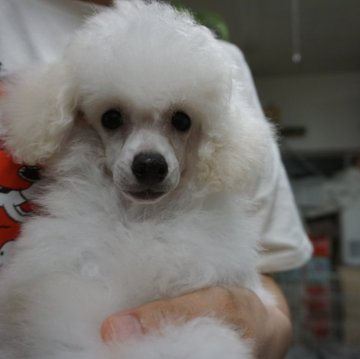トイプードル(トイ)【栃木県・男の子・2024年4月23日・ホワイト】の写真「クオリティの高いプードルお探しの方にお薦めです。」
