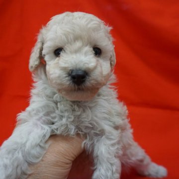 トイプードル(トイ)【栃木県・男の子・2024年4月21日・ホワイト】の写真「クオリティの高いプードルお探しの方にお薦めです。」
