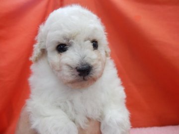 トイプードル(トイ)【栃木県・女の子・2020年4月20日・ホワイト】の写真「母はプードル展にて、B,BOB　P,BOB獲得のシ」