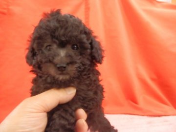 トイプードル(トイ)【栃木県・男の子・2019年12月7日・シルバー】の写真「豊かな毛量と穏やかな性格のイケメンシルバーの男の子」