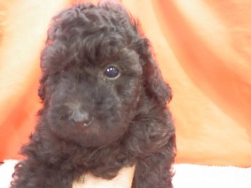 トイプードル(トイ)【栃木県・女の子・2020年4月14日・ブラック】の写真「毛量豊かなしっかりとした体躯構成プリティーブラック」